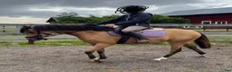 Hoppning hästar till salu: * INTRESSEKOLL * - Annons 2