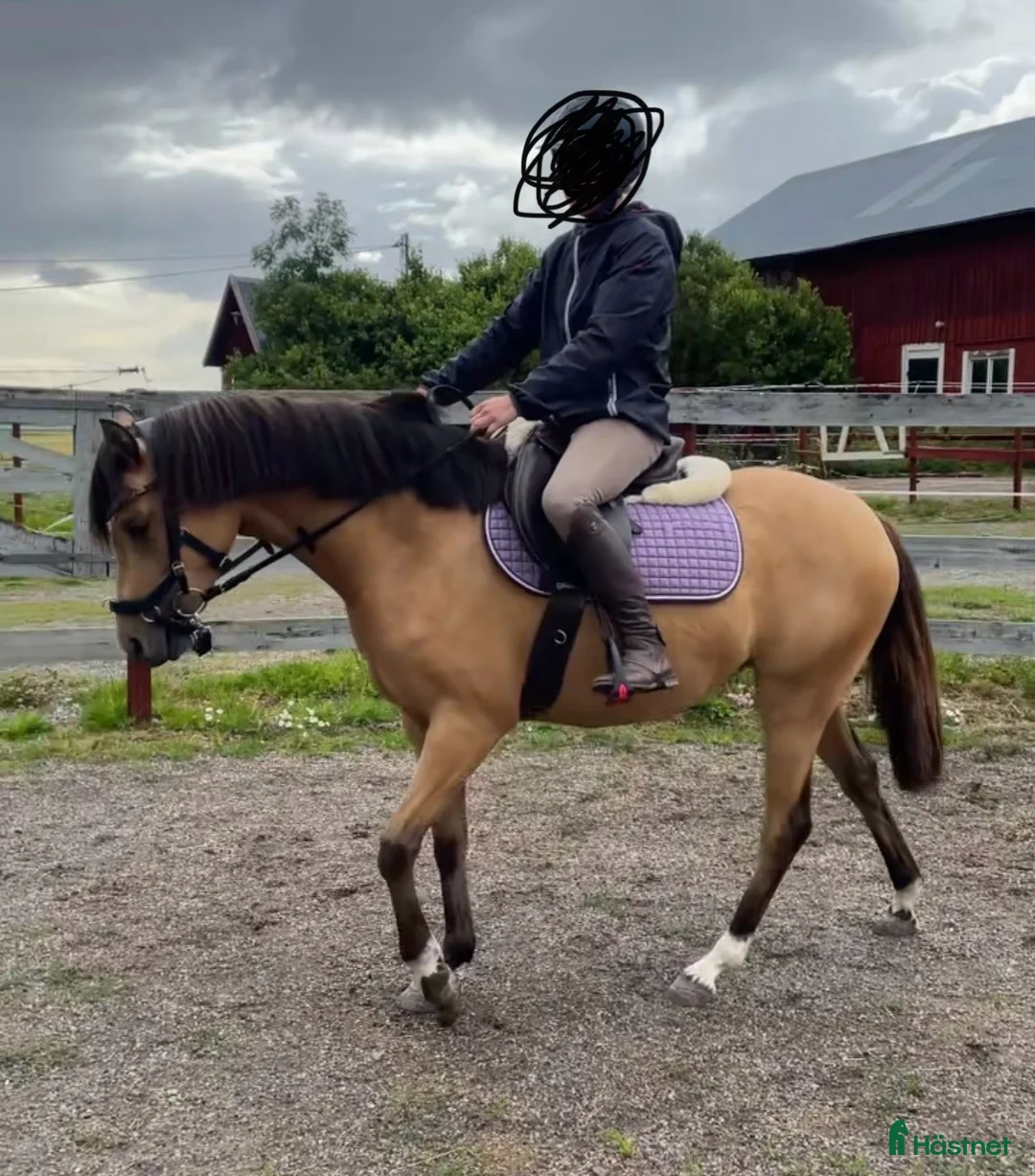 Hoppning hästar till salu: * INTRESSEKOLL * - Annons 2
