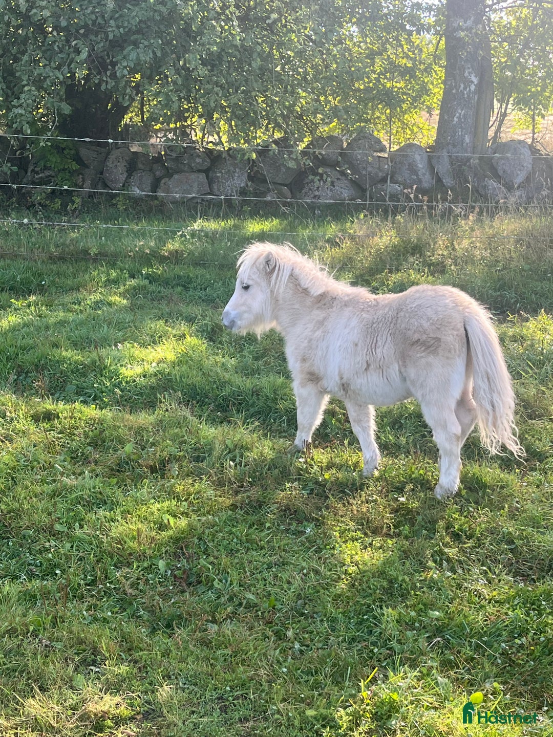 Övrigt hästar till salu: Minishetland föl i Falköping - Annons 8