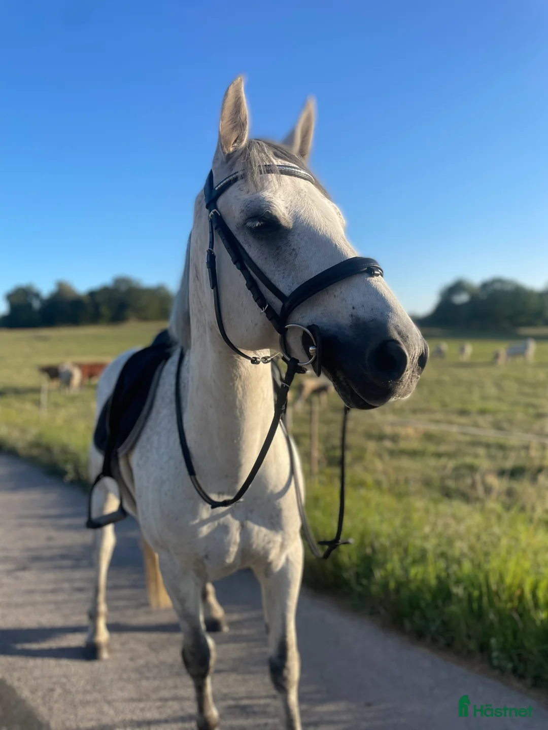 Allround hästar till salu: Fin Läromästare🌟 i Ronneby - Annons 1