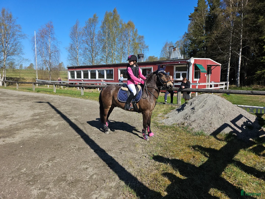 Allround hästar till salu: Dynamit Harry  - Annons 2