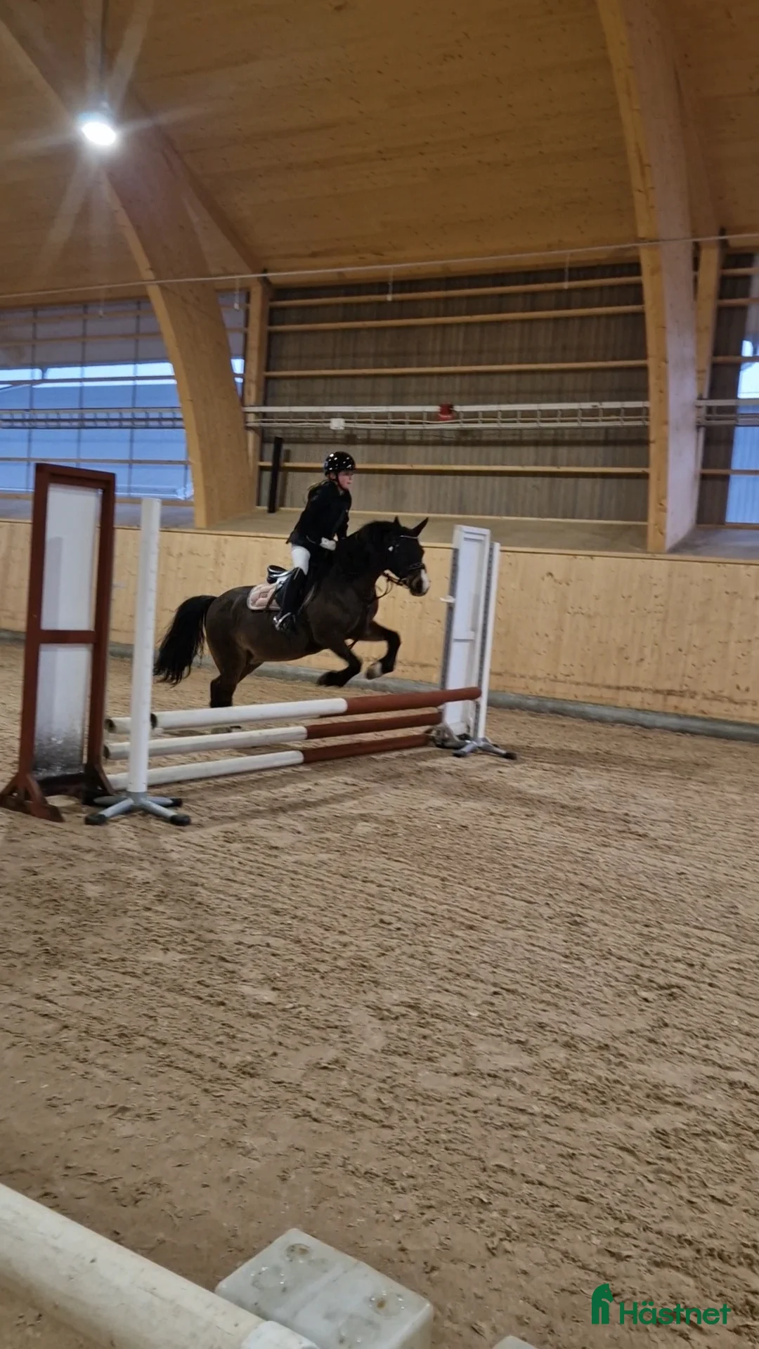 Allround hästar till salu: Världens tryggaste  Diplomsto/Läromästare  i Kopparberg - Annons 2