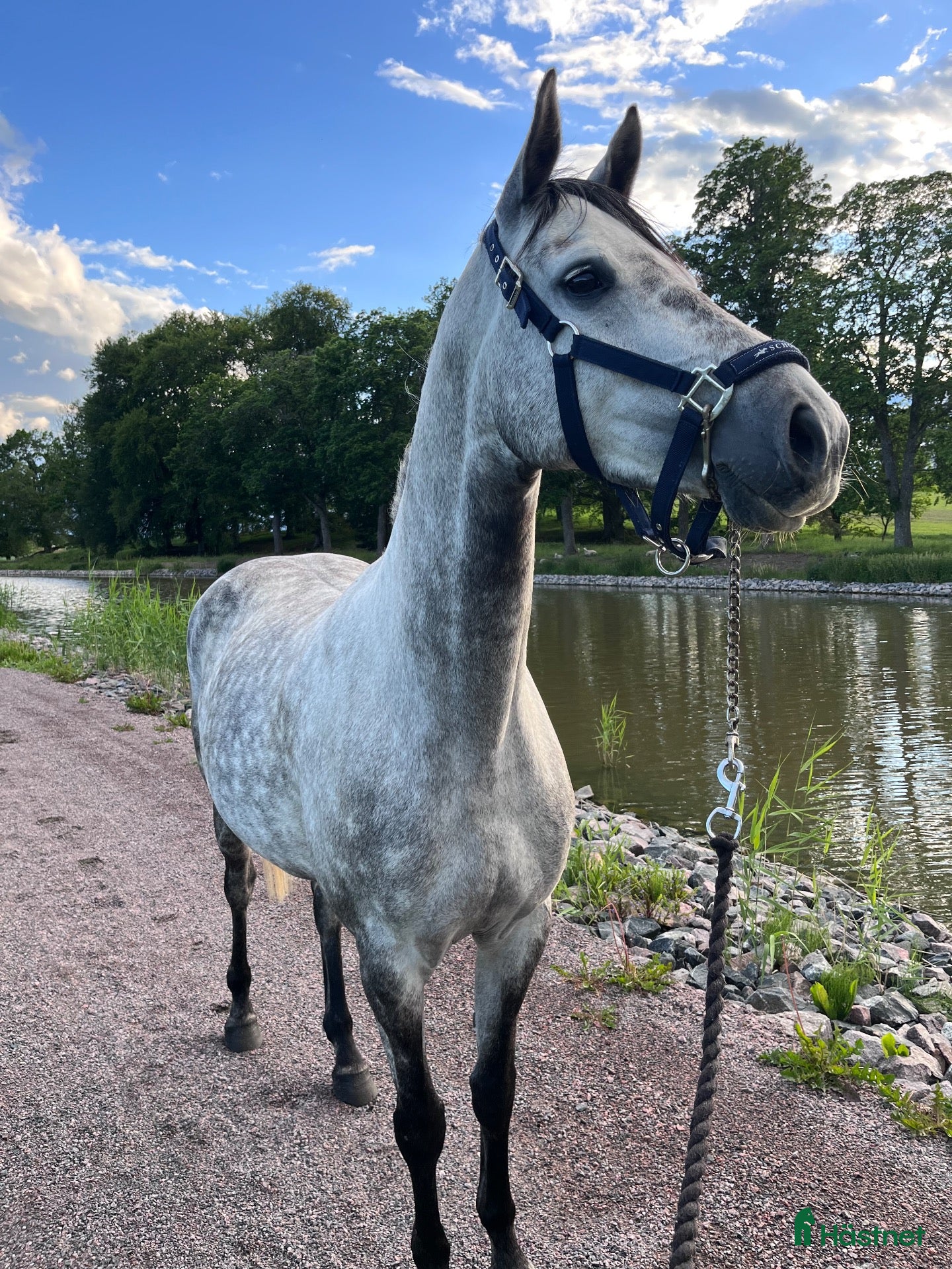  hästar till salu: Trevlig häst med potential - Annons 1