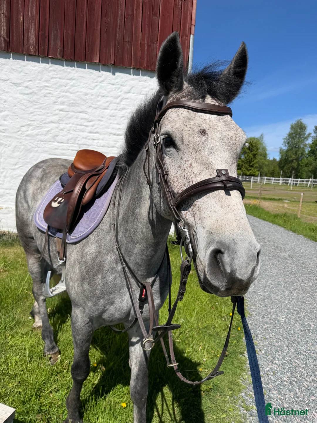 Allround hästar till salu: Lovande ponny med stor utvecklingspotential - Annons 2