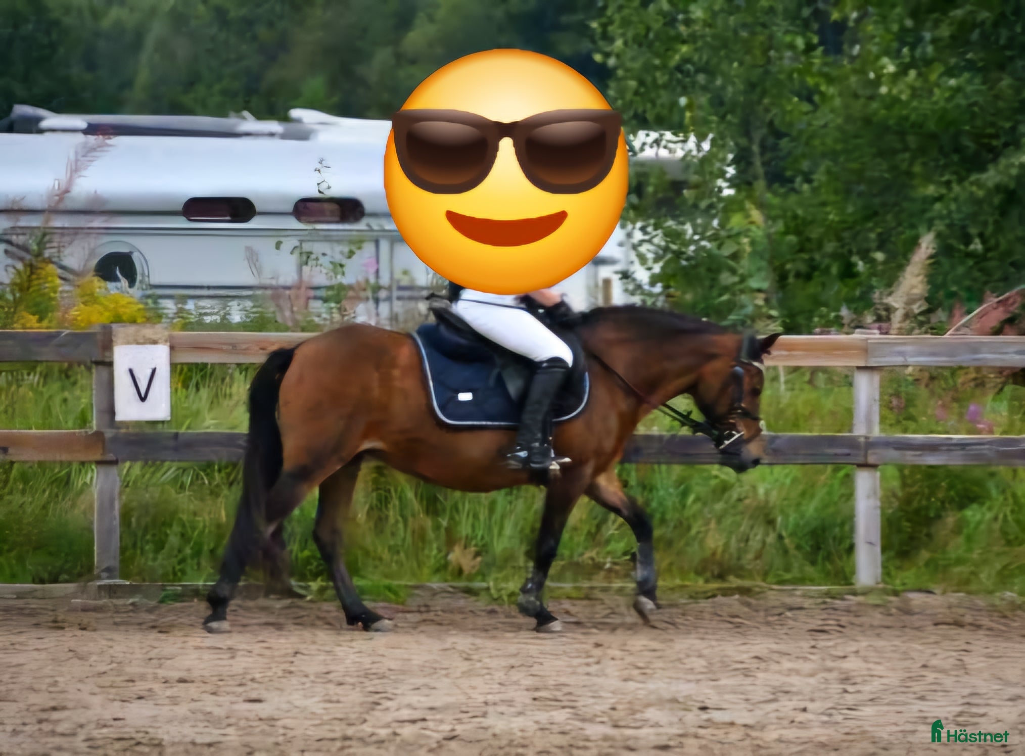  hästar Snällt russto BVSA, ev byte - Annons 8