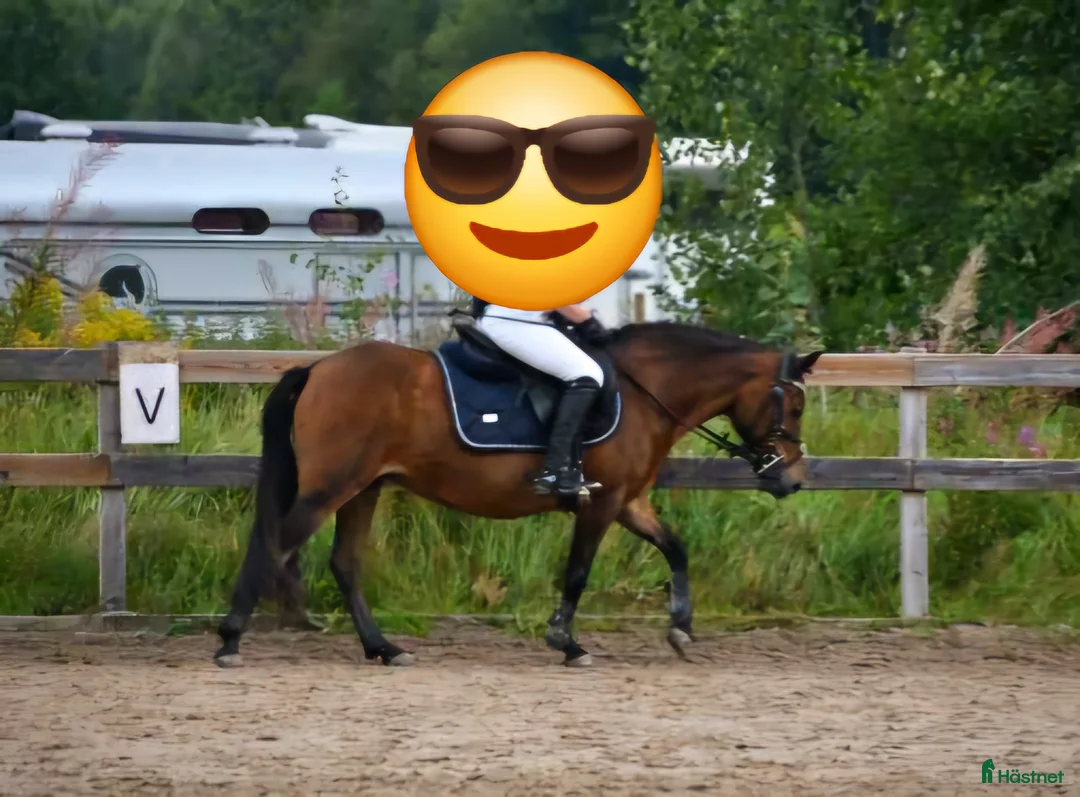 Allround hästar till salu: Snällt russto BVSA, ev byte - Annons 1