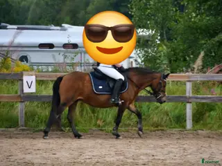 hästar Snällt russto BVSA, ev byte - Annons 8