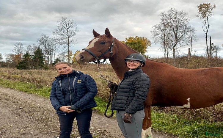  medryttarhäst finnes: Hoppryttare sökes till unghäst i Bandhagen - Annons 4