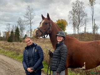 medryttarhäst finnes: Hoppryttare sökes till unghäst i Bandhagen - Annons 14