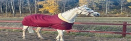  stallplats finnes: 🌺Aspvik 🐎 i Kungsängen - Annons 10
