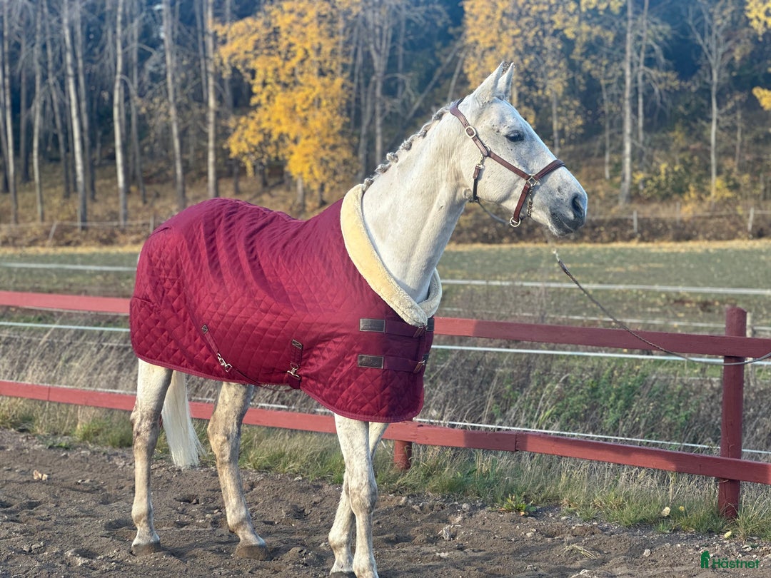  stallplats finnes: 🌺Aspvik 🐎 i Kungsängen - Annons 10