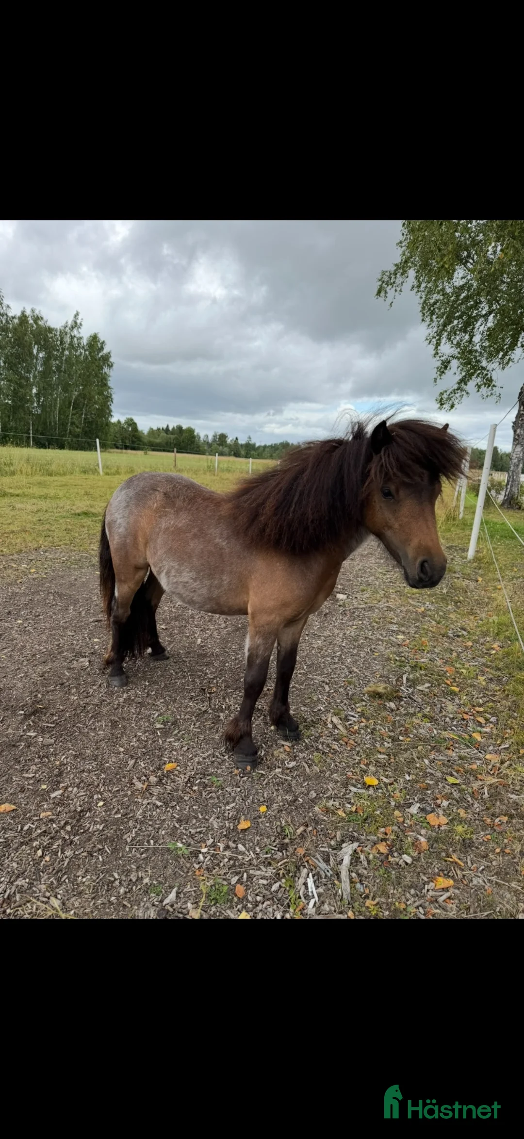 Allround hästar till salu: ✨Minna-lovande ungt sto med spännande stam ✨ - Annons 2