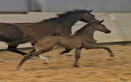 Dressyr hästar till salu: Vacker svart 1 årig hingst med härlig utstrålning  i Hallaröd - Bild 11