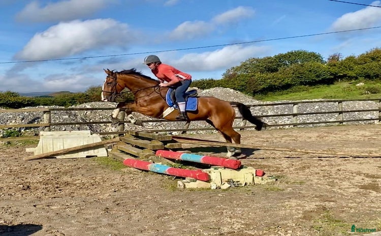  hästar i Ljungby - Annons 5