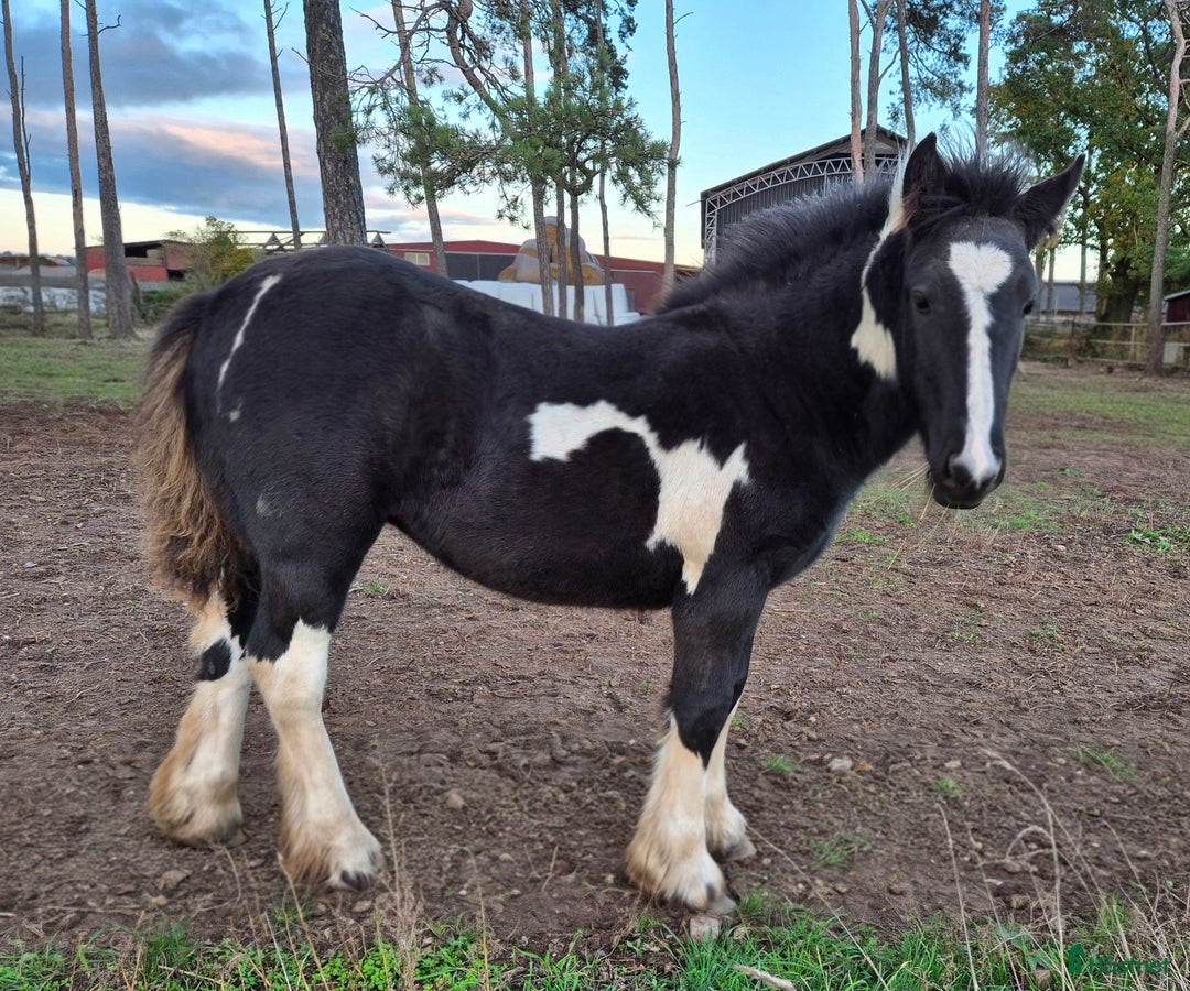 Allround hästar till salu: Blivande rid,körhäst och bästa kompis i Mörbylånga - Annons 2