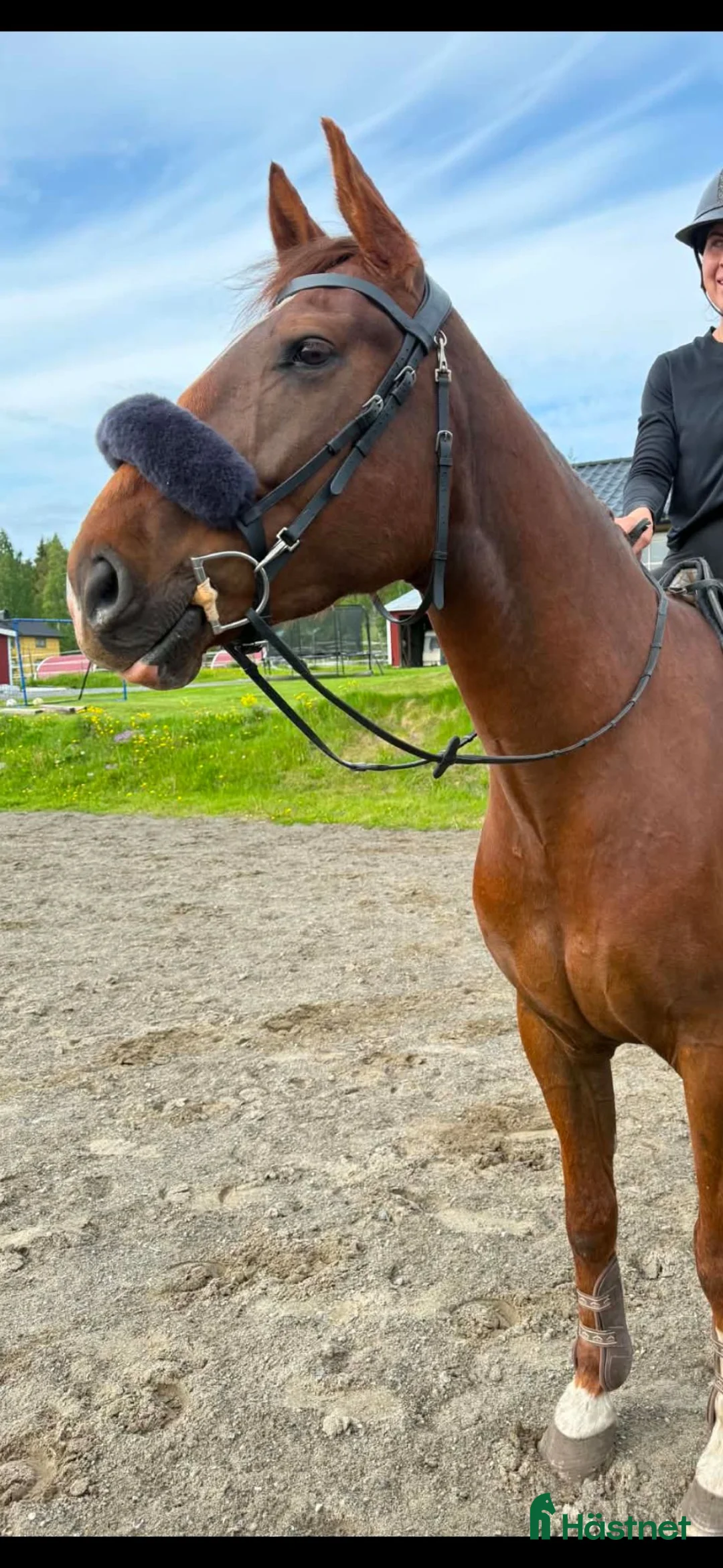 Hoppning hästar till salu: Trevlig valack till både hoppning och dessyr🧡 - Annons 2