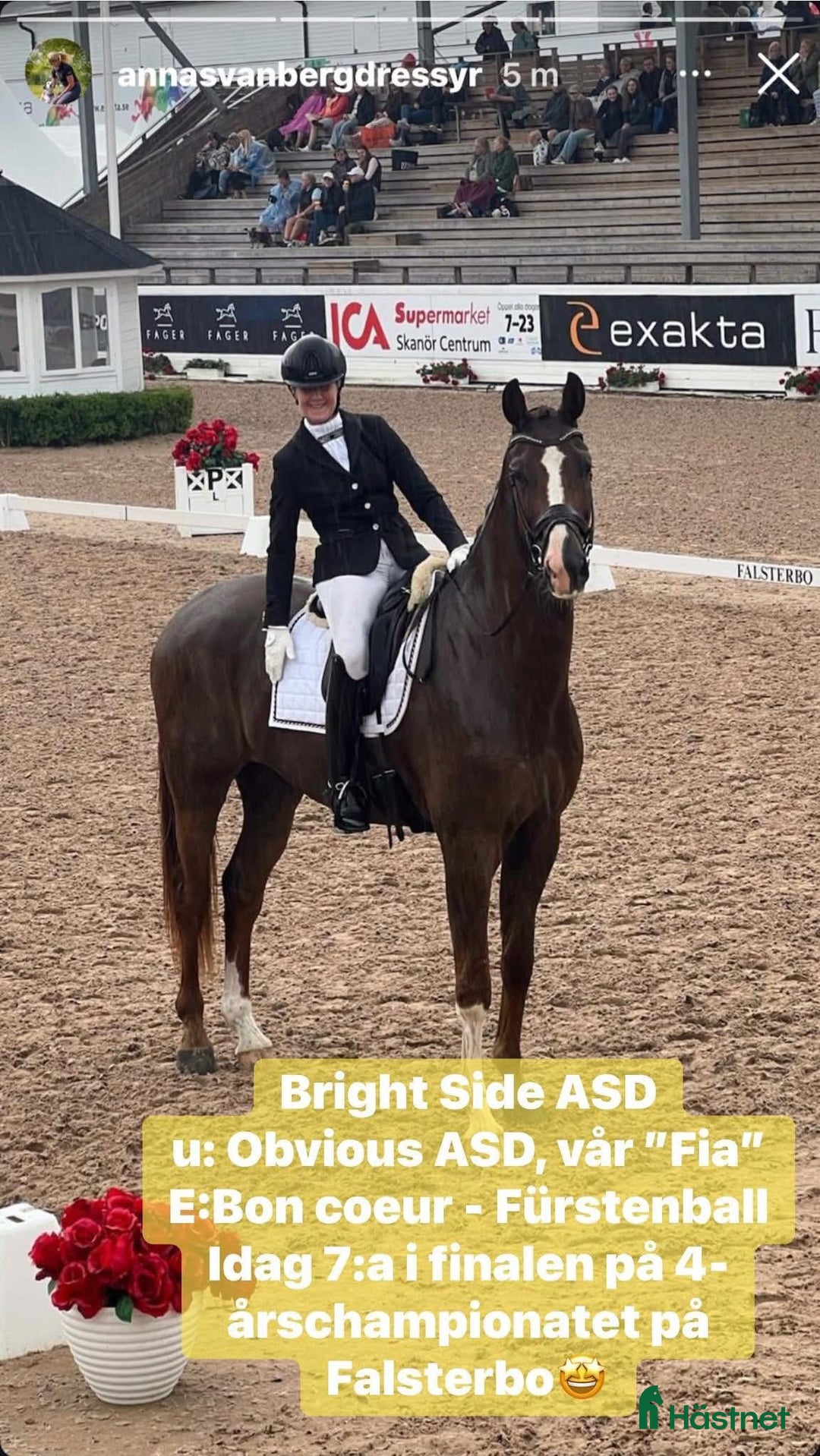 Avelshästar hästar till salu: Komplett avelsto e: Fürstenball i Årjäng - Annons 2