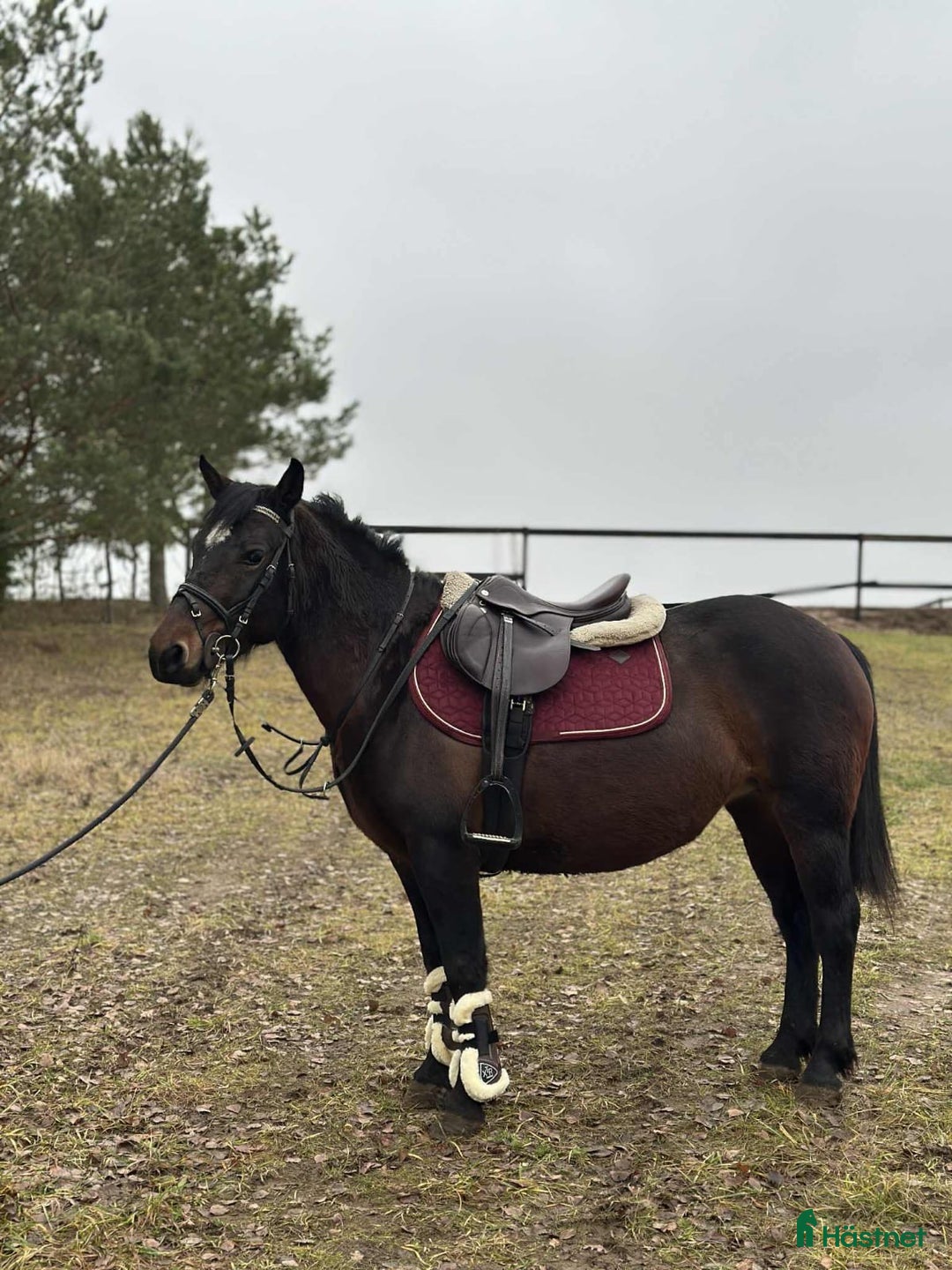 Allround hästar till salu: Calm pony for children/riding school i Ekerö - Annons 1