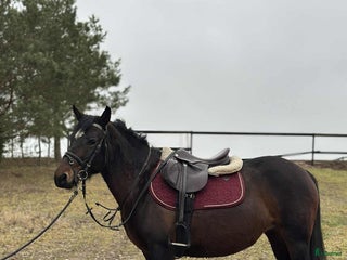 hästar Calm pony for children/riding school i Ekerö - Annons 1