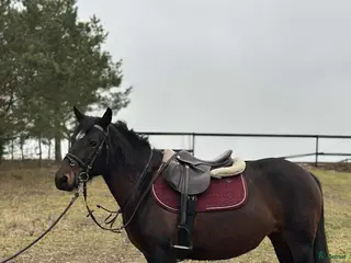 hästar Calm pony for children/riding school - Annons 4