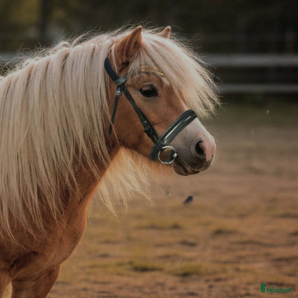 Träns hästutrustning Shettis träns  - Annons 6