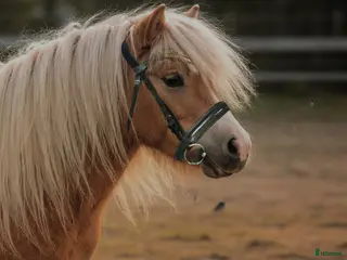 Träns hästutrustning Shettis träns - Annons 6