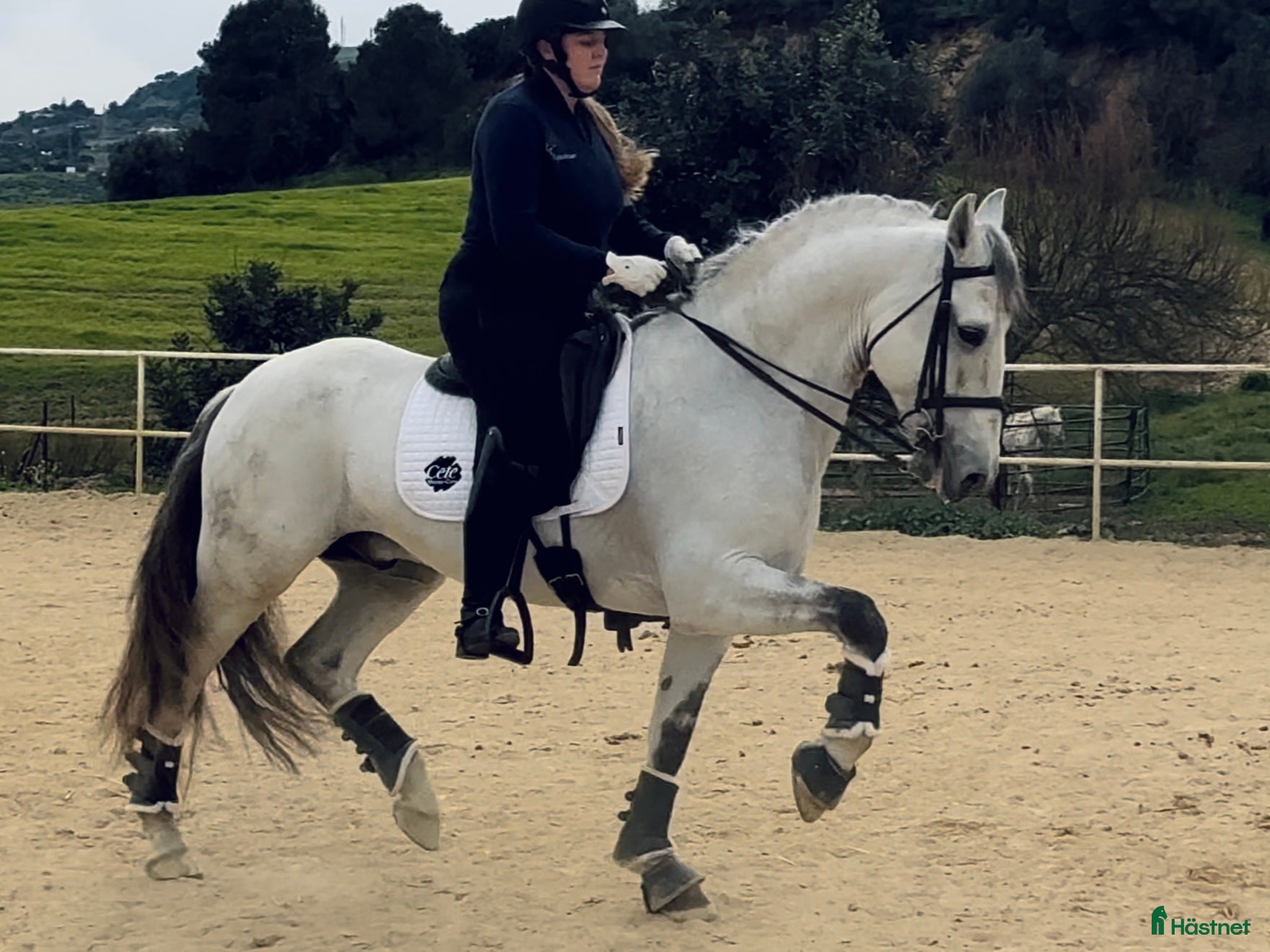  hästar Välutbildad lusitano - Annons 1