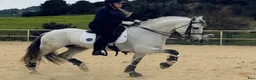 Dressyr hästar till salu: Välutbildad lusitano - Annons 1