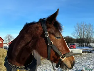 hästar Rolig ridtravare - Annons 10