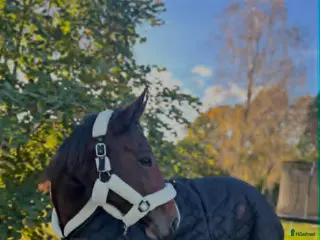 hästar Ett nytt kapitel sökes för min fina vän❤️ - Annons 2