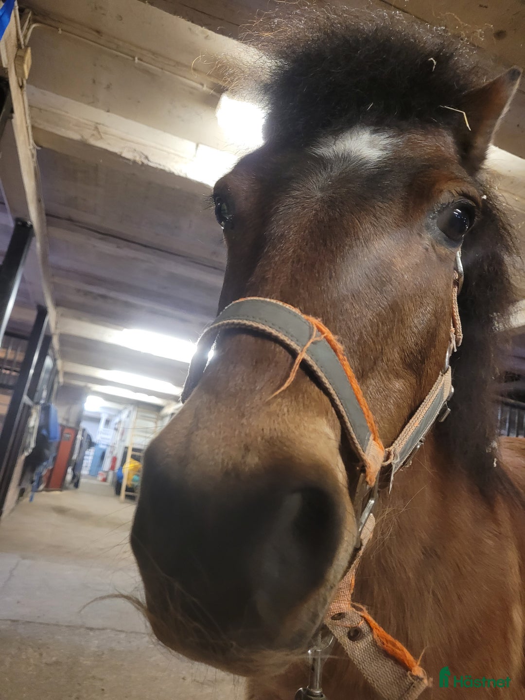  medryttarhäst finnes: Medryttare sökes  i Kungsör - Annons 3