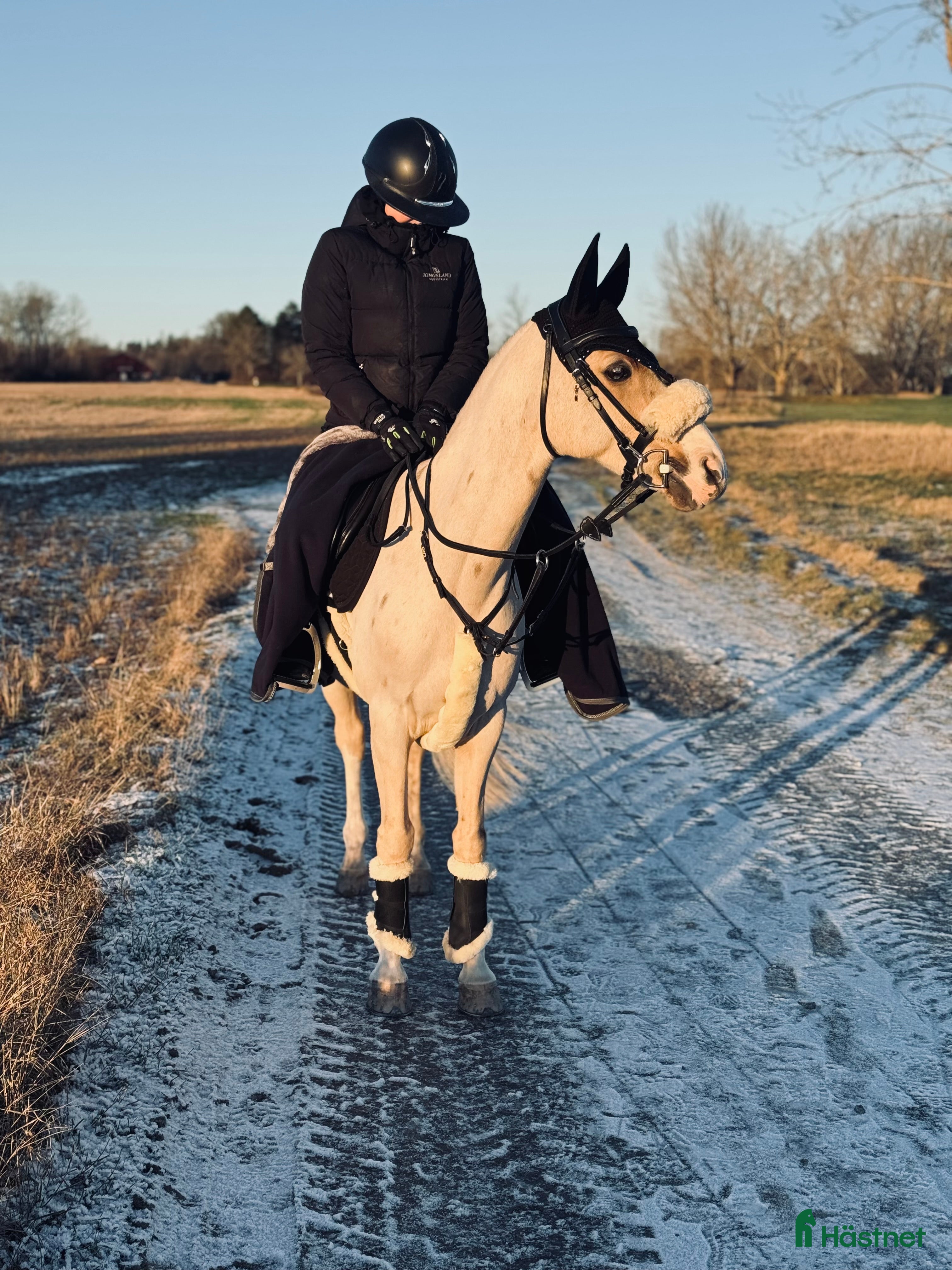  hästar Fantastisk c-ponny söker sin bästa vän! - Annons 6