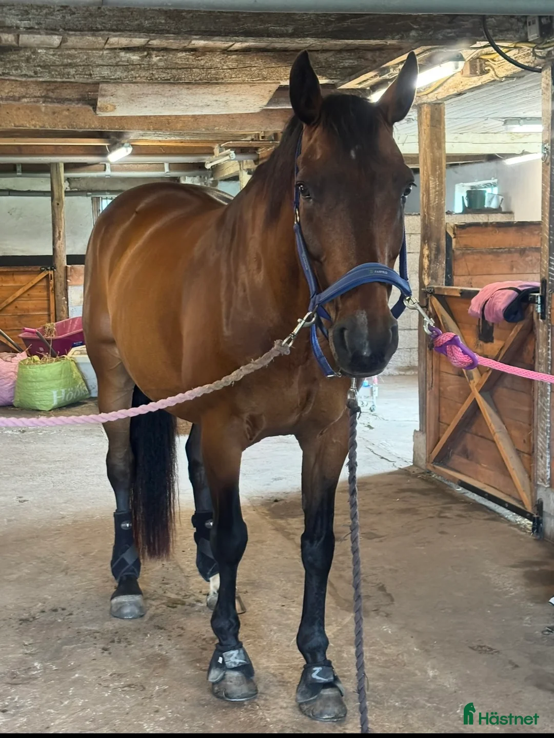 Allround hästar till salu: Fantastisk allround/övergångshäst i Sösdala - Annons 2