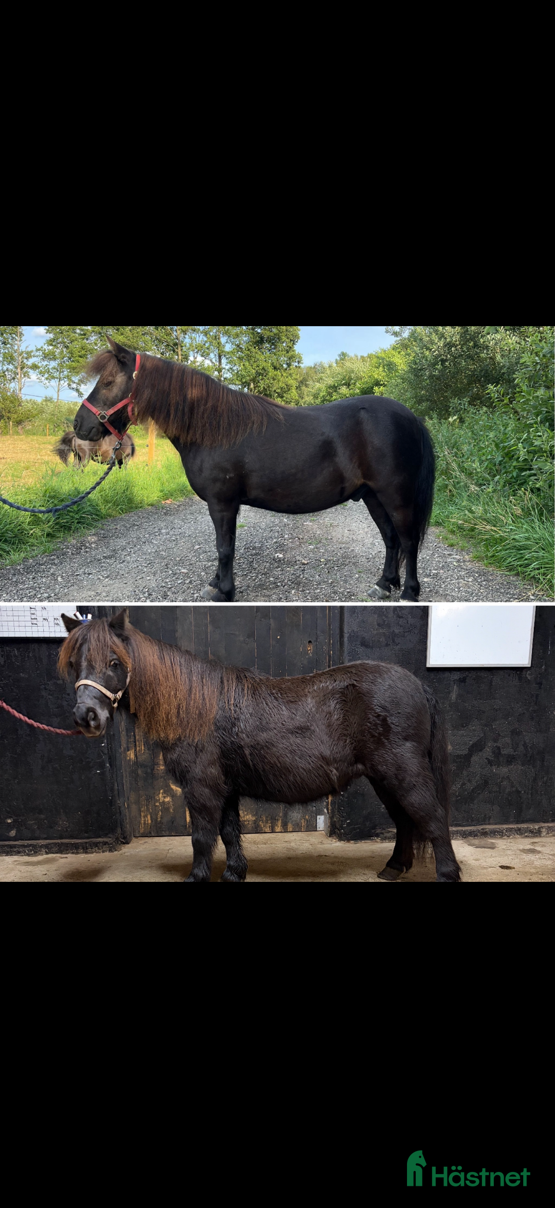 Allround hästar till salu: Shettisar  i Hallaröd - Annons 1