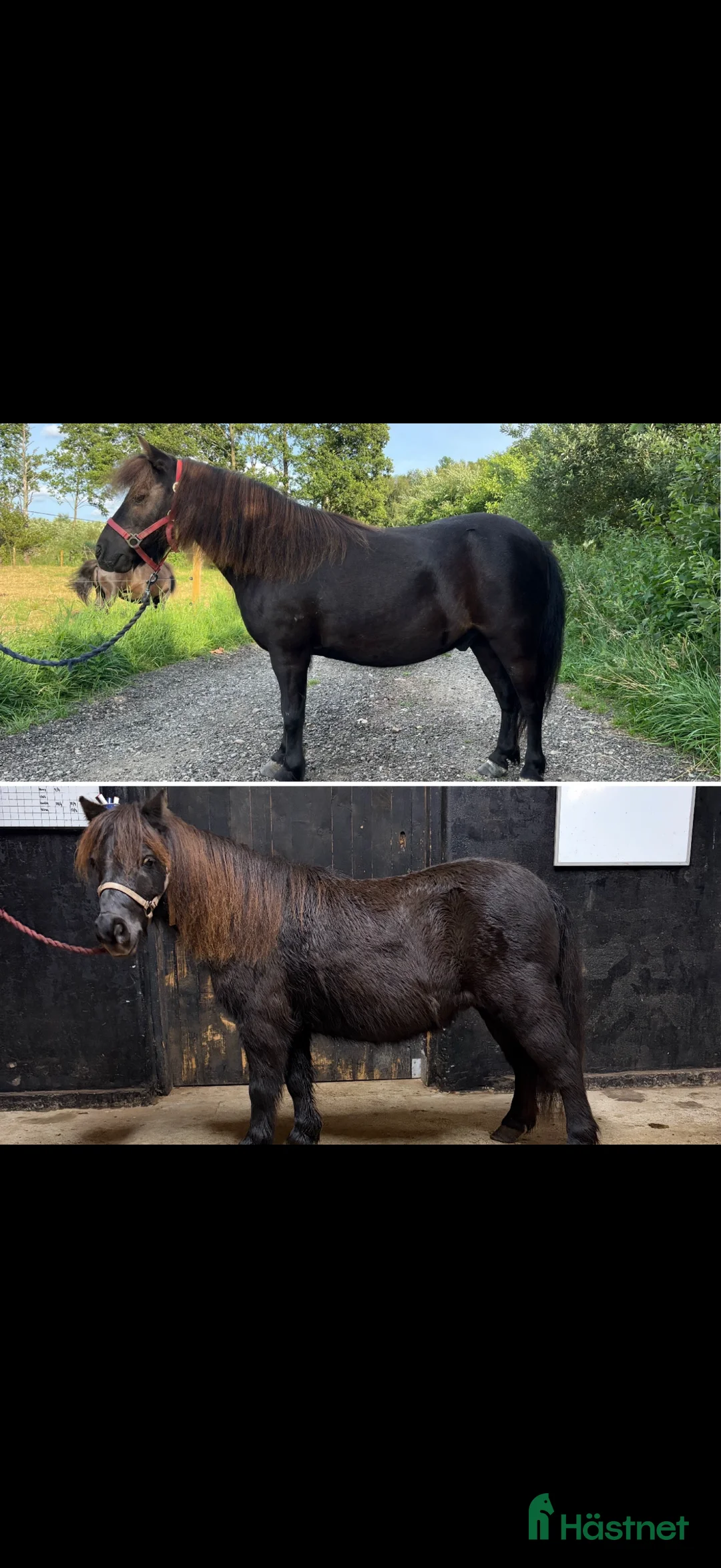 Allround hästar till salu: Shettisar  i Hallaröd - Annons 1