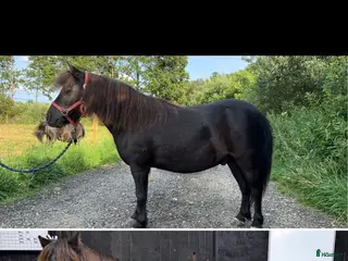 hästar Shettisar i Hallaröd - Annons 9