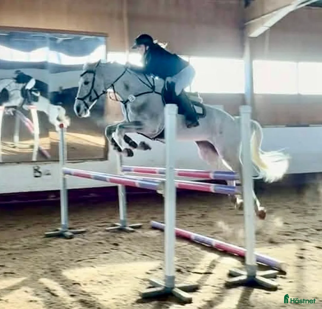 Allround hästar till salu: Fin hopphäst med bra gång  i Sala - Annons 4