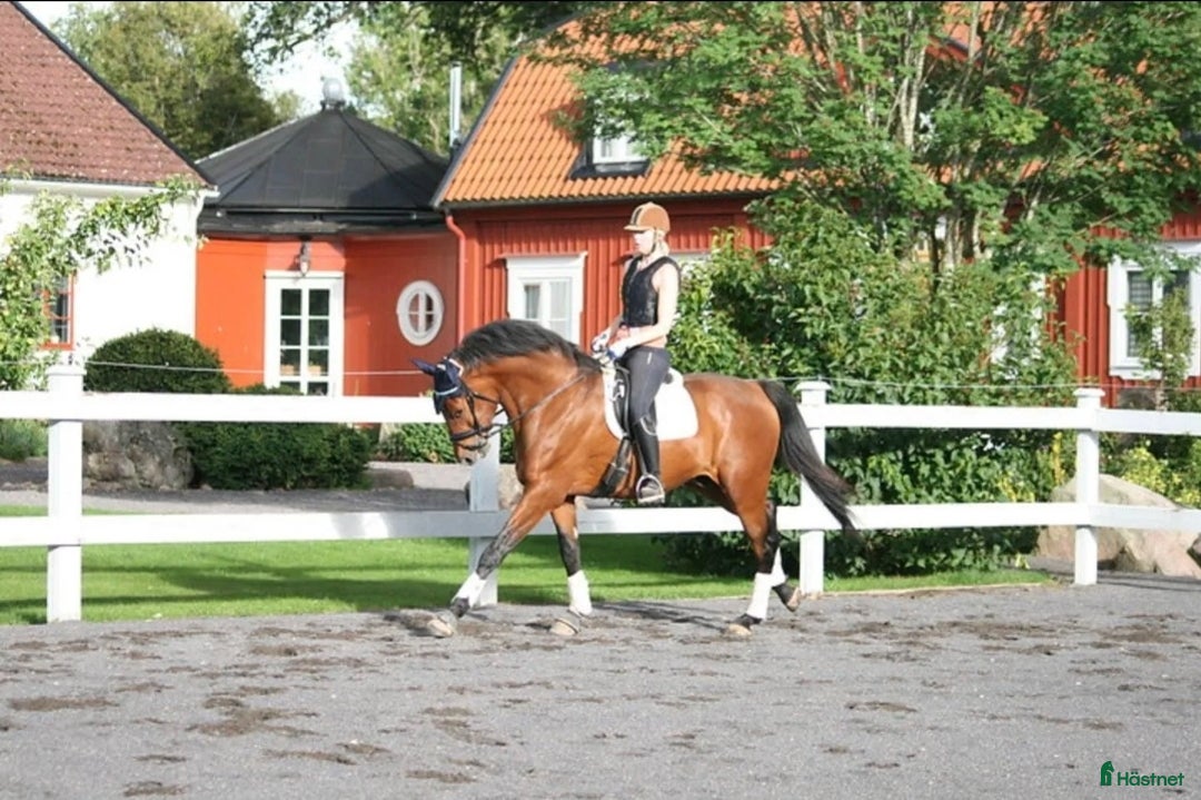 Allround hästar till salu: Väluppfostrad gentleman  i Kalmar - Annons 2
