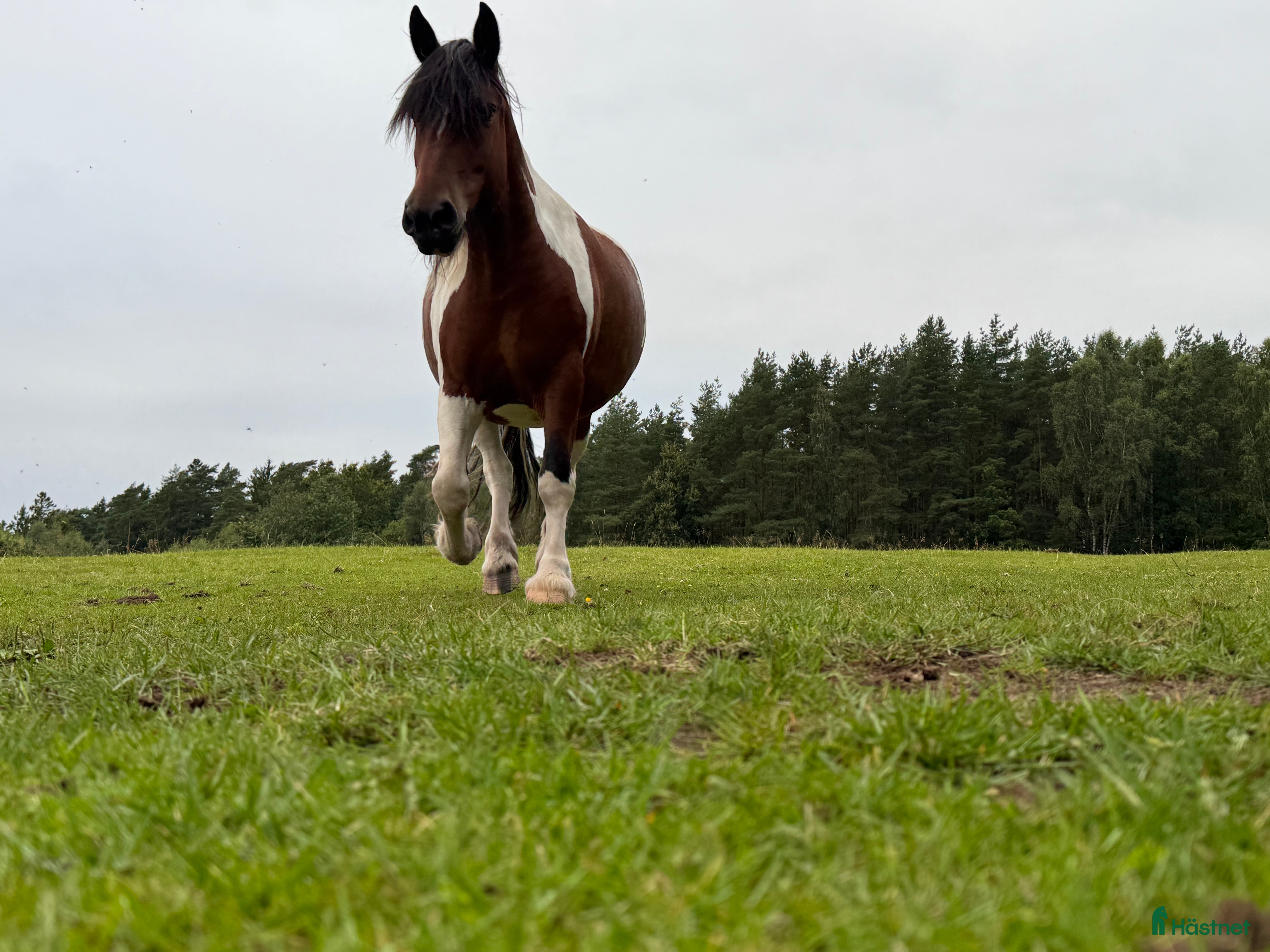  foderhäst Superfint Paint/comtois sto i Veddige - Annons 3