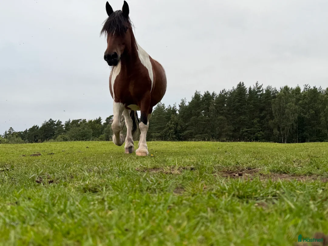  foderhäst finnes: Superfint Paint/comtois sto i Veddige - Annons 1