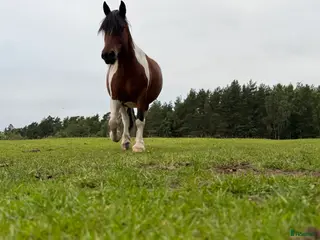 foderhäst Superfint Paint/comtois sto i Veddige - Annons 3