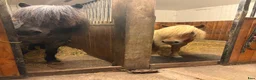  medryttarhäst finnes: Medryttare till shettis ich islandshäst - Annons 1