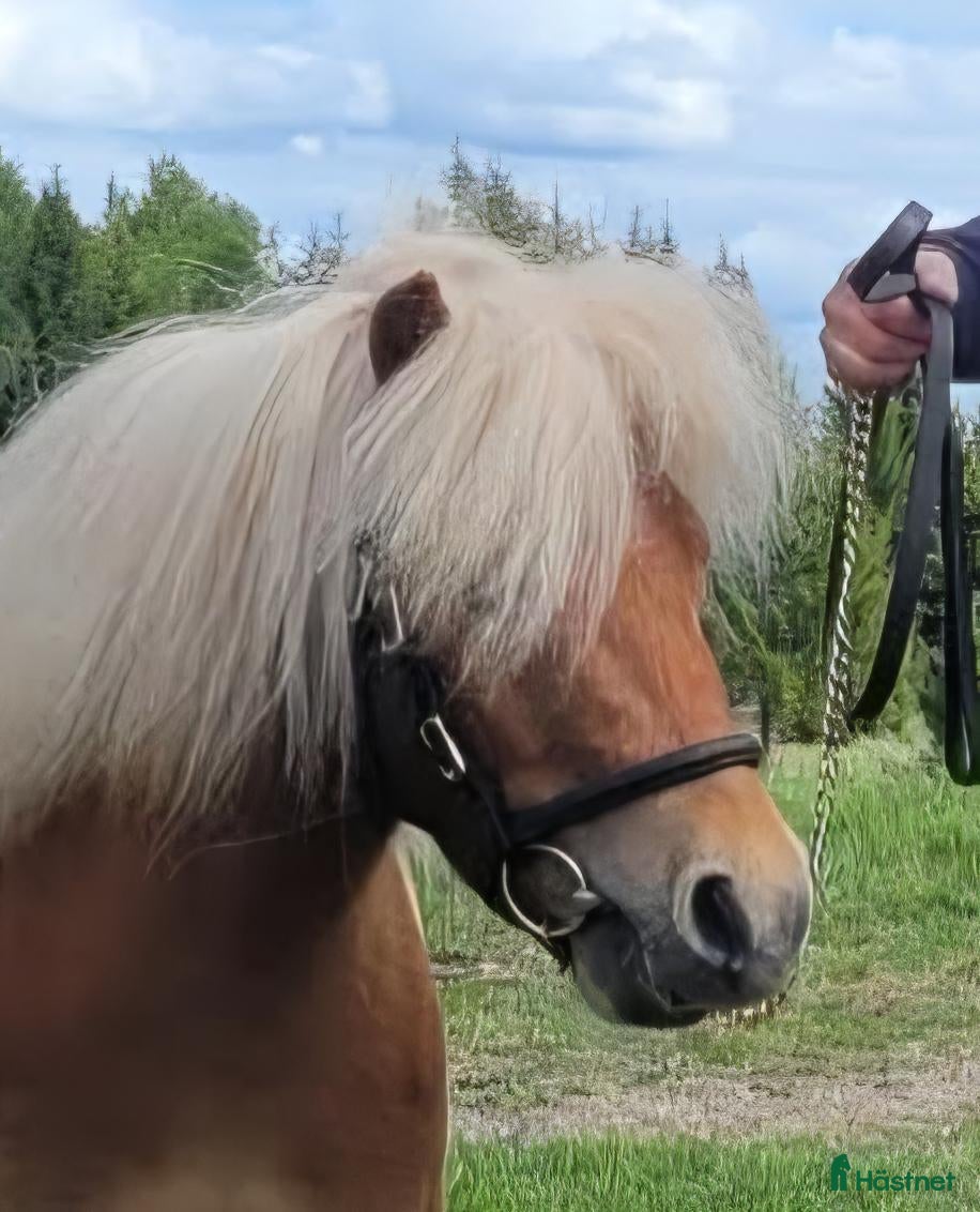  hästar Shetlandsvalack mini - Annons 2