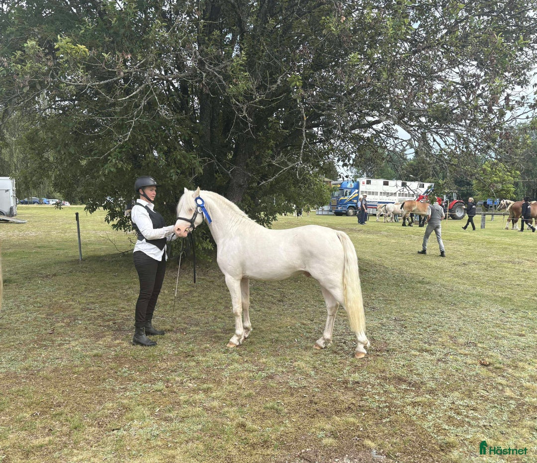 Allround hästar till salu: Blivande treåring, welsh sec B. i Strömsnäsbruk - Annons 2