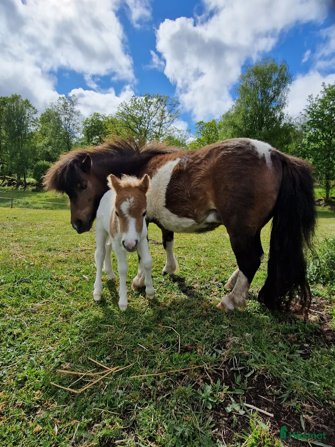 Sällskap hästar till salu: Mörkbrunskäck minishettis  i Visseltofta - Annons 2