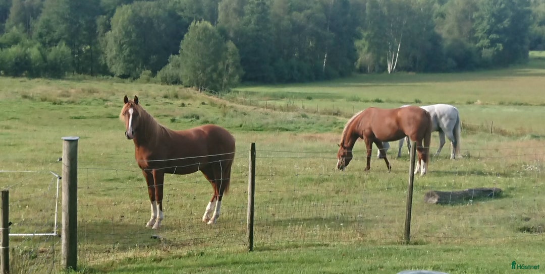 Allround hästar till salu: Stor och snygg 1-åring i Malmköping - Annons 4