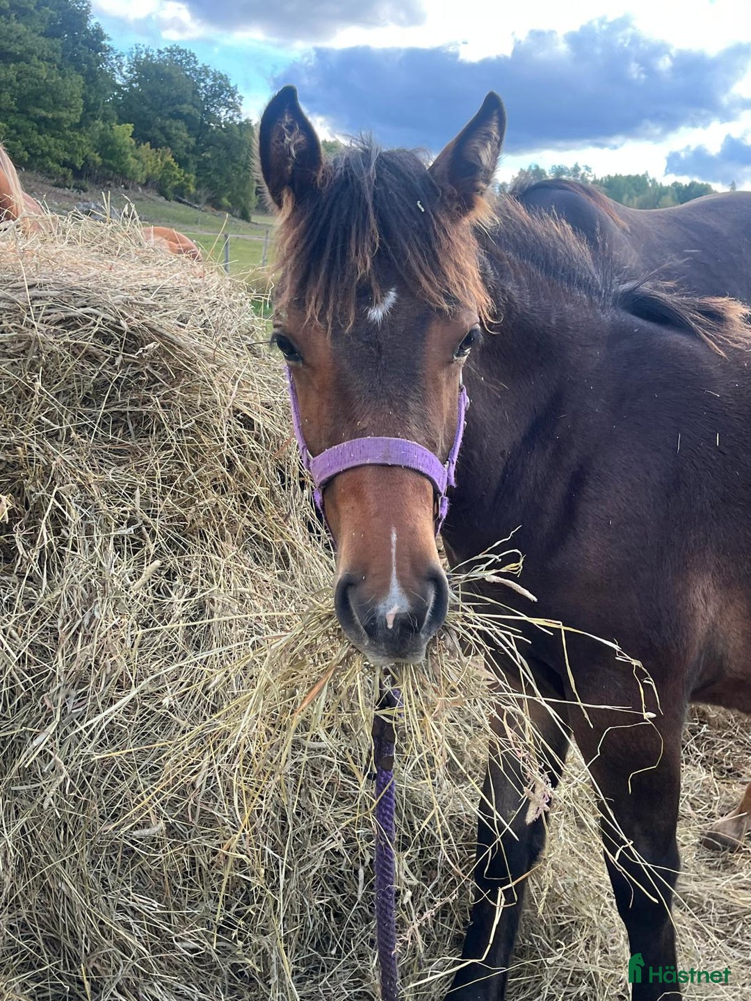 Allround hästar till salu: En framtids stjärna i Åtvidaberg - Annons 5
