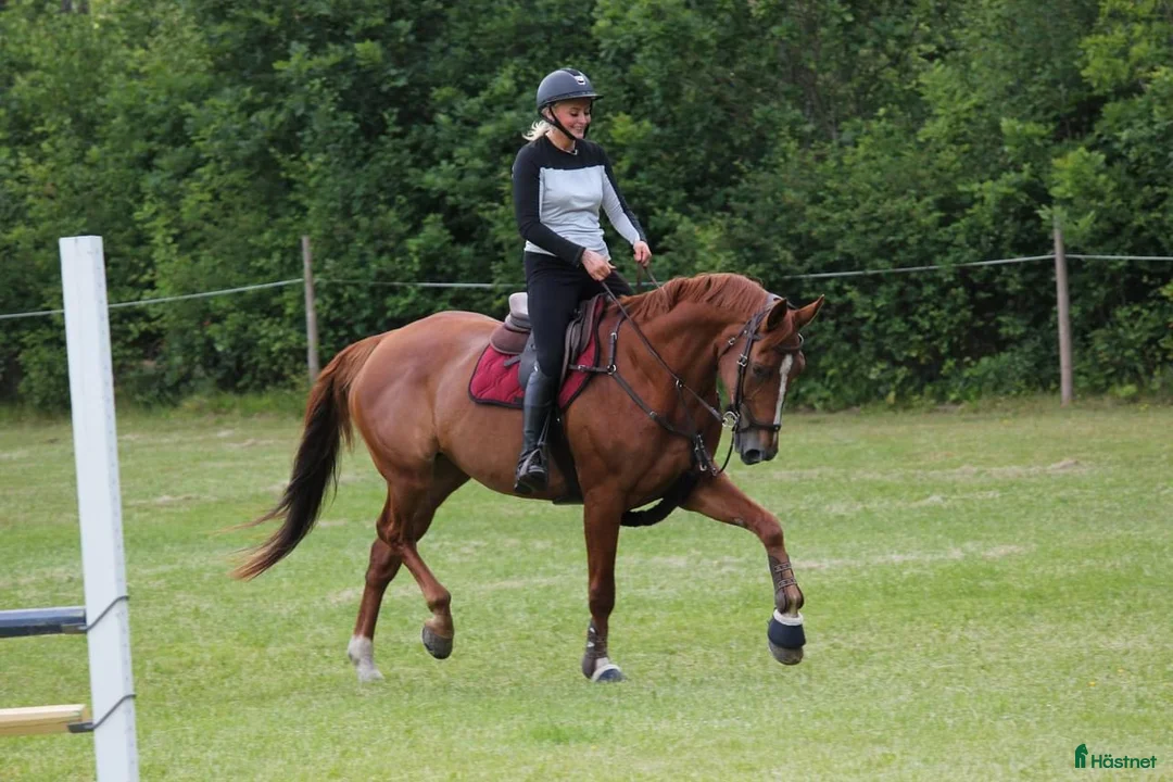 Allround hästar till salu: Underbart sto med mycket kapacitet - Annons 2