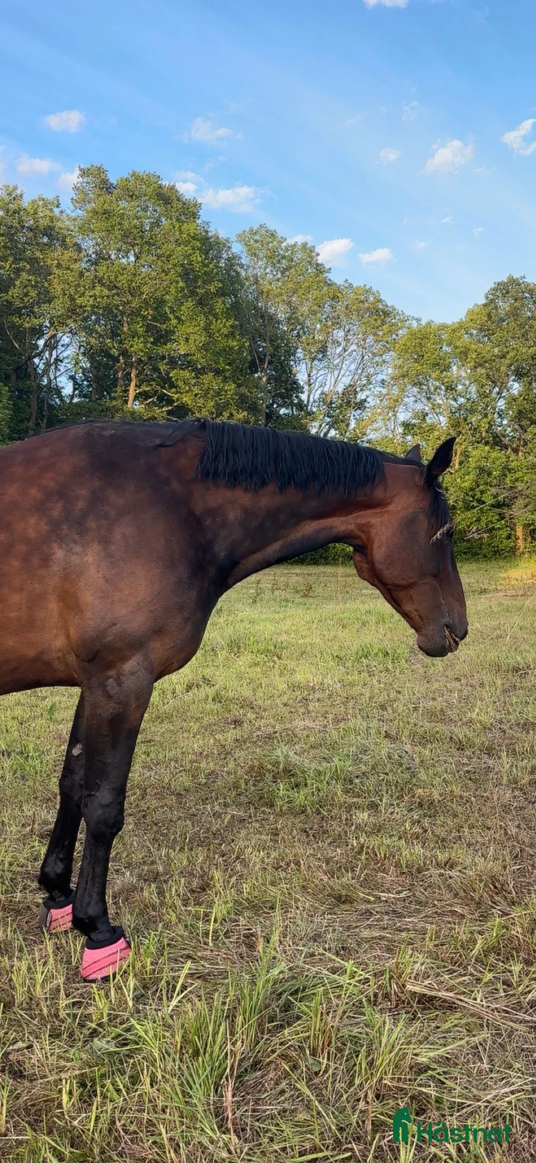 Allround hästar till salu: Min fina häst vill hitta ett nytt hem i Munka-ljungby - Annons 3