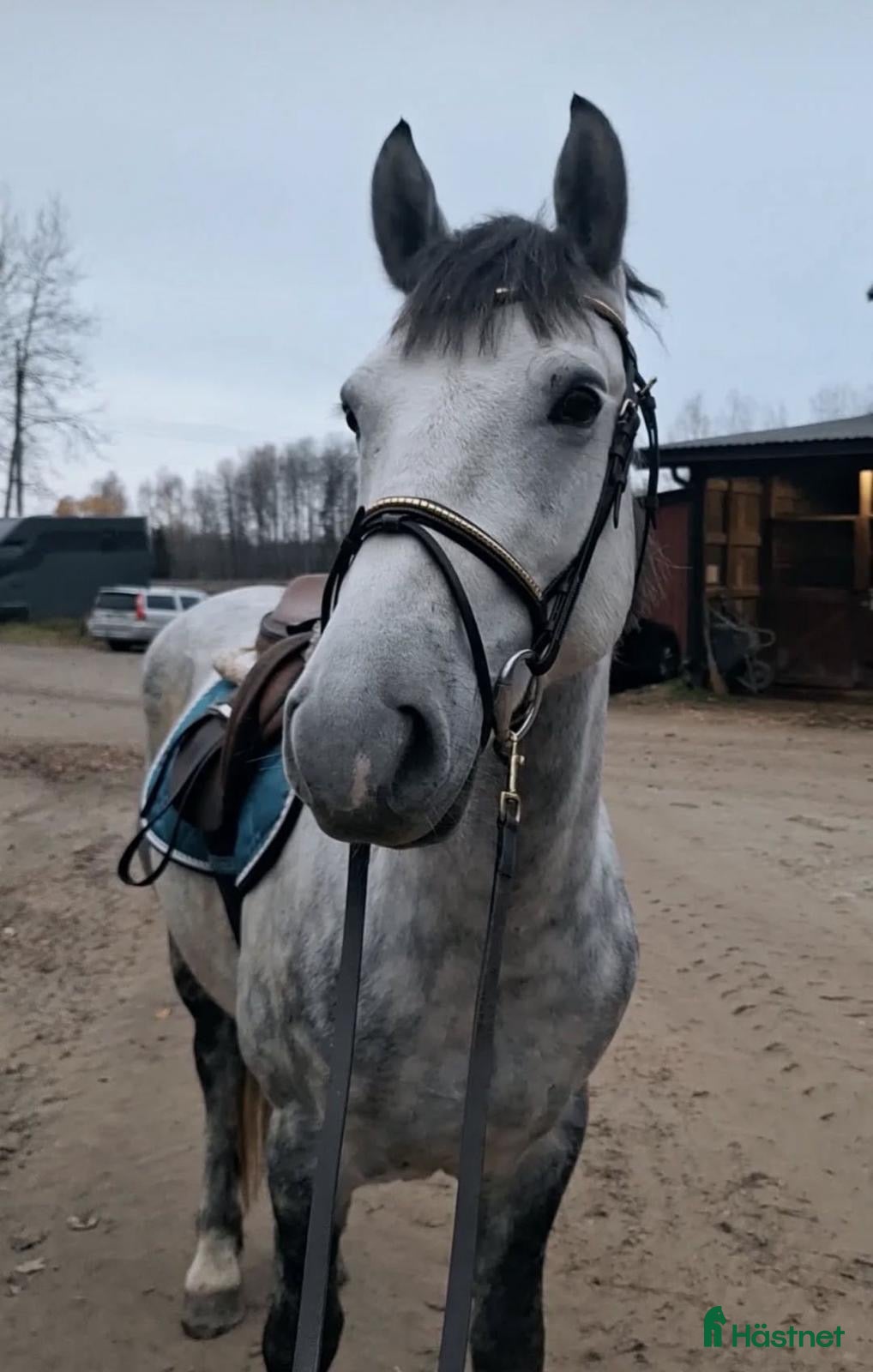  hästar Trevligt Projekt!  - Annons 5